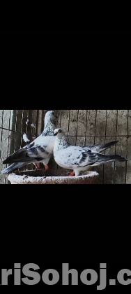 কবুতর